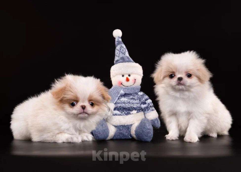 Собаки в других городах Нижегородской области: Щенки породы японский хин Девочка, Бесплатно - фото 3