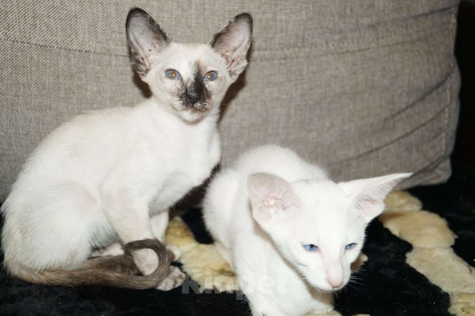 Кошки в Новосибирске: Продам Ориентальных котят Девочка, 20 000 руб. - фото 6