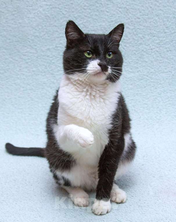 Кошки в Москве: Обаятельный котик Мейсон в дар Мальчик, 1 руб. - фото 2