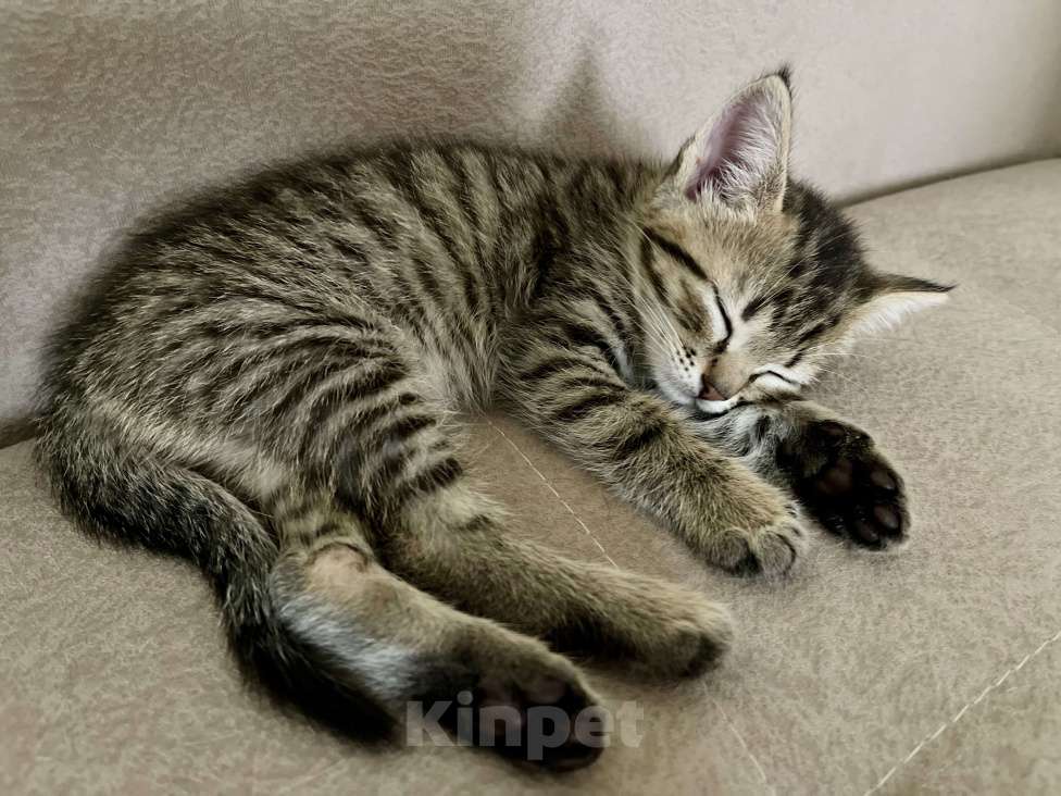 Кошки в других городах Московской области: Котенок шотландский (помесь) Мальчик, 2 000 руб. - фото 7