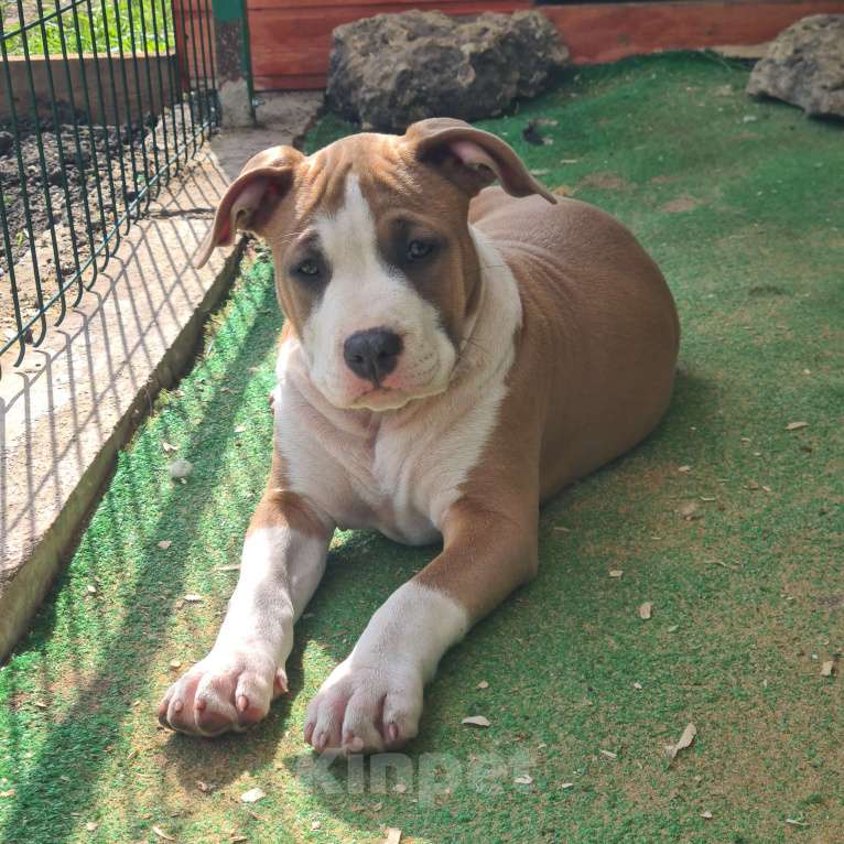Собаки в других городах Тульской области: Щенок Амстаффа  Девочка, Бесплатно - фото 3