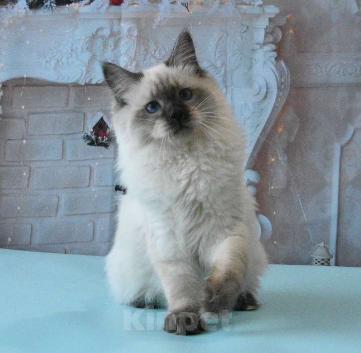 Кошки в Москве: Синеглазый Невский принц Мальчик, Бесплатно - фото 4