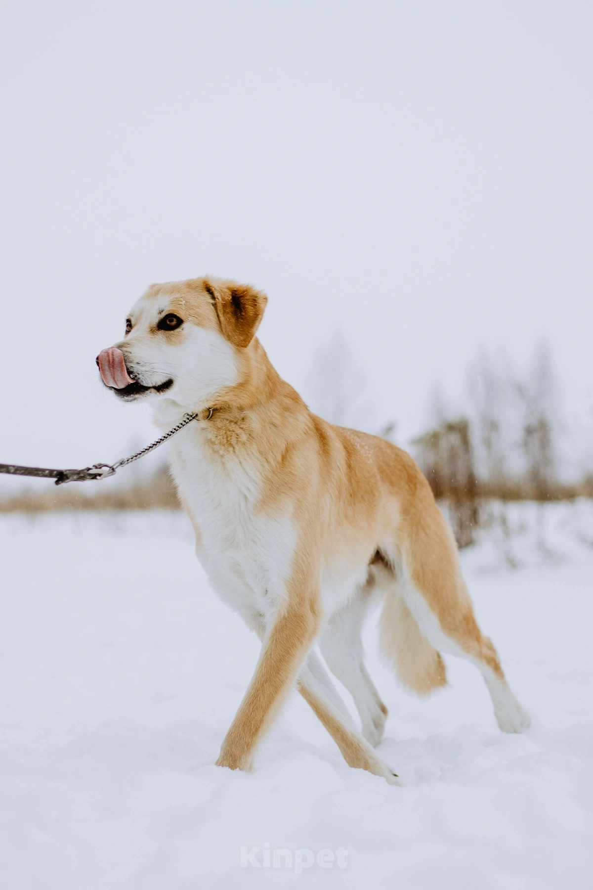 Собаки в Сергиеве Посаде: Молодой метис русской гончей Коржик Мальчик, 10 руб. - фото 3