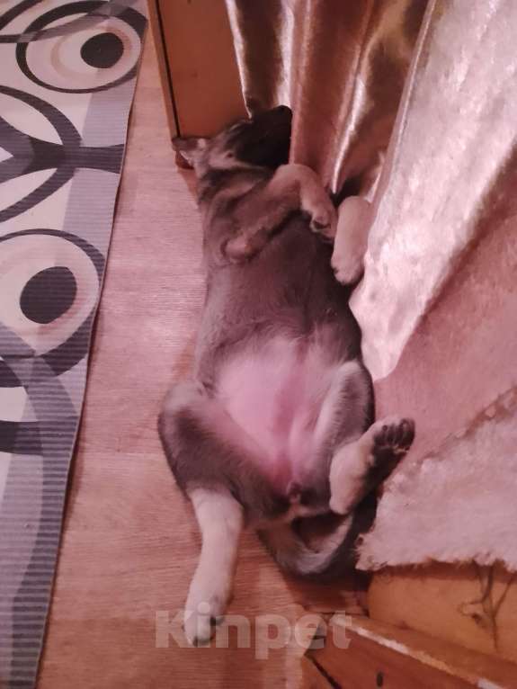 Собаки в Санкт-Петербурге: Продам щенка восточноевропейской овчарки Девочка, 20 000 руб. - фото 2