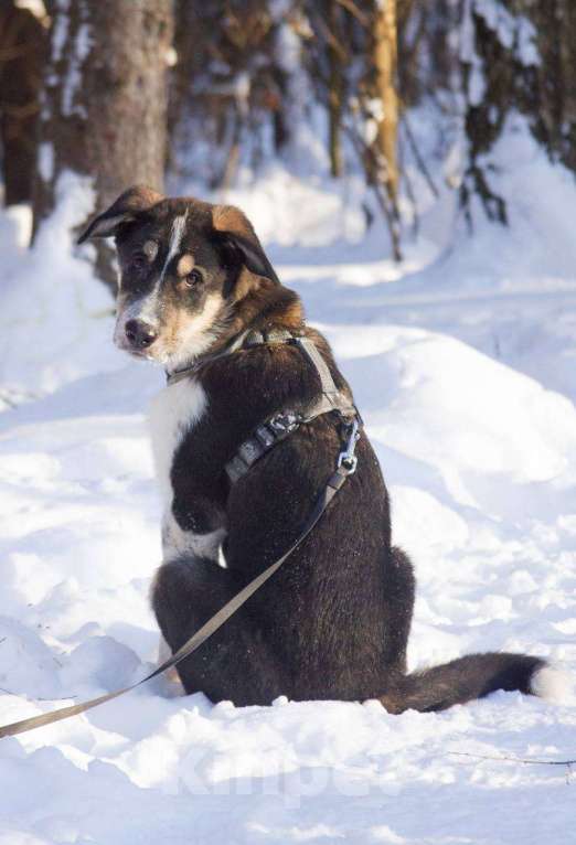 Собаки в Москве: Робби в поисках семьи! Мальчик, Бесплатно - фото 5