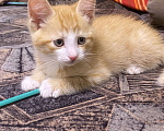 Кошки в Раменском: Котята  в дар Мальчик, Бесплатно - фото 1
