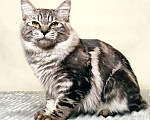 Кошки в Ливны: Котята курильского бобтейла, 10 000 руб. - фото 3