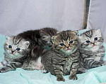 Кошки в Уржуме: Британец, 8 000 руб. - фото 4