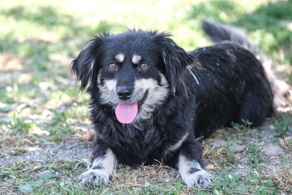 Собаки в Москве: Сирень Девочка, Бесплатно - фото 3