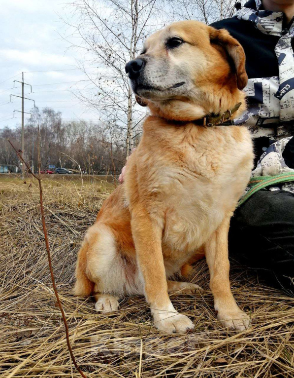 Собаки в Москве: Злата! Нежная девочка в Добрые руки! Девочка, Бесплатно - фото 4