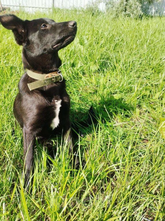 Собаки в Ижевске: Умница, красавица ищет достойного хозяина Девочка, 1 000 руб. - фото 3