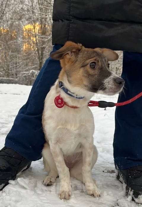 Собаки в Санкт-Петербурге: Маленькая и ласковая собачка, диванный вариант Девочка, Бесплатно - фото 4