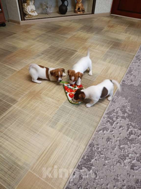 Собаки в других городах Ростовской области: Продаются щенки Мальчик, 12 000 руб. - фото 4