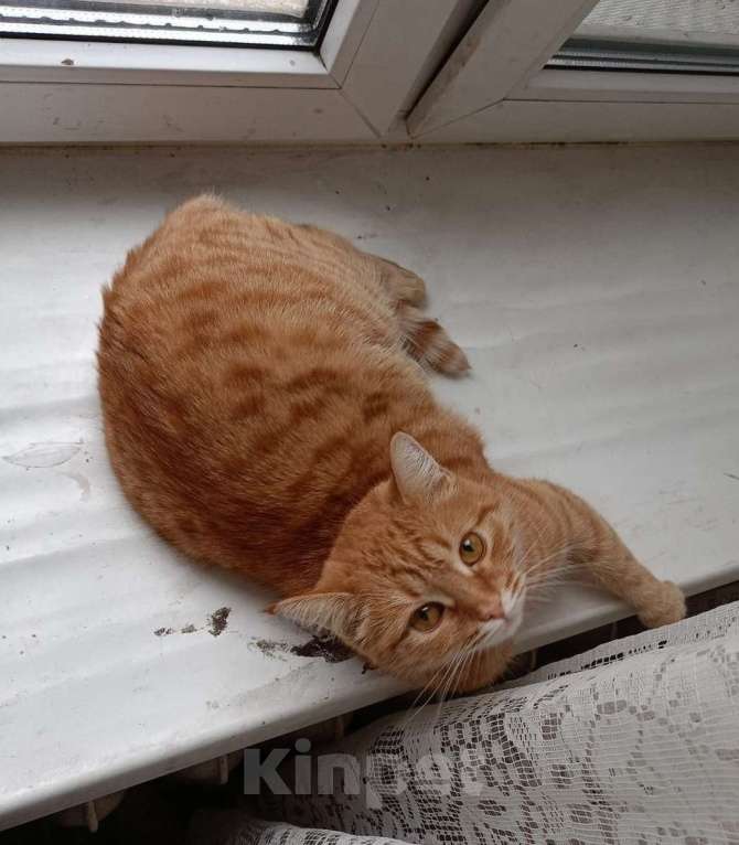 Кошки в Москве: Рыжая красавица Нюша в добрые руки! Девочка, Бесплатно - фото 3
