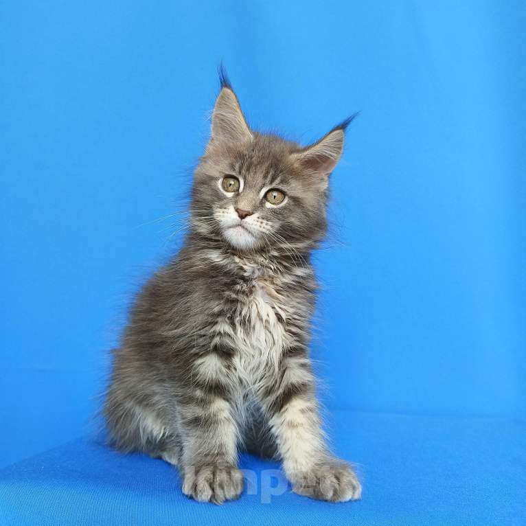 Кошки в Москве: Котёнок Мейн-кун Девочка Девочка, 55 000 руб. - фото 10