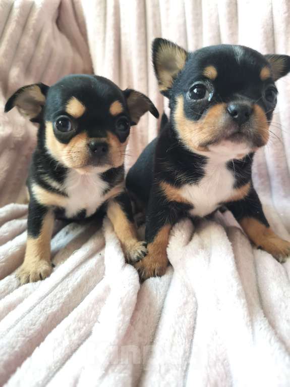 Собаки в Санкт-Петербурге: Щенки чихуахуа Девочка, 10 000 руб. - фото 2