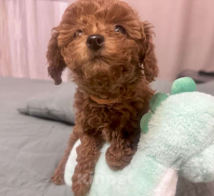 Собаки в Москве: Той -пудель мини ,Тиана Девочка, 150 000 руб. - фото 3