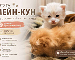 Кошки в Кисловодске: Котята Мейн-кун Разнополые, Бесплатно - фото 1