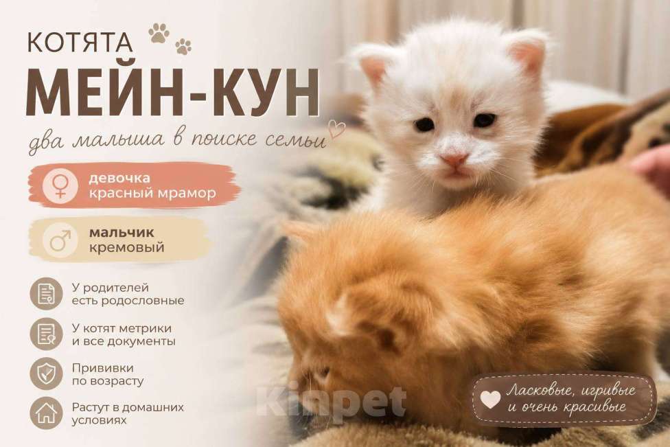 Кошки в Кисловодске: Котята Мейн-кун Разнополые, Бесплатно - фото 1