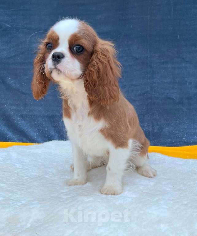 Собаки в Санкт-Петербурге: БЕСТ ИЛРЕАН ИЛЬСУРА Девочка, 230 000 руб. - фото 3