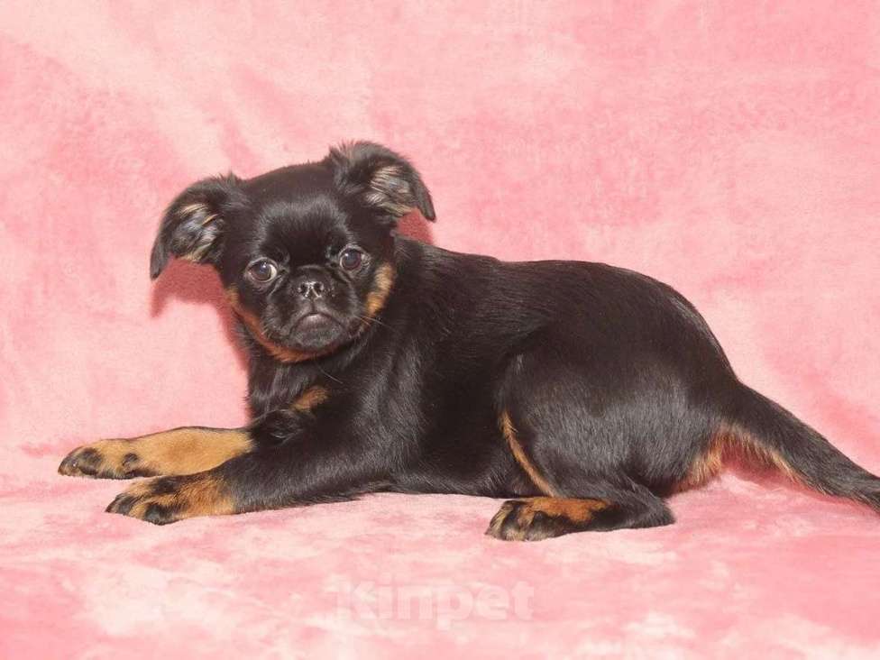 Собаки в Санкт-Петербурге: Красотка Девочка, 80 000 руб. - фото 6