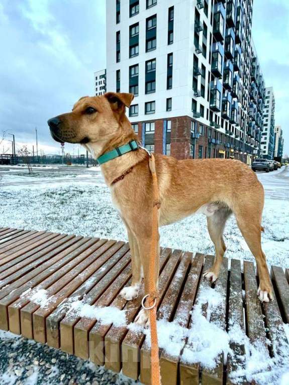 Собаки в Москве: Чили ищет дом Мальчик, Бесплатно - фото 2