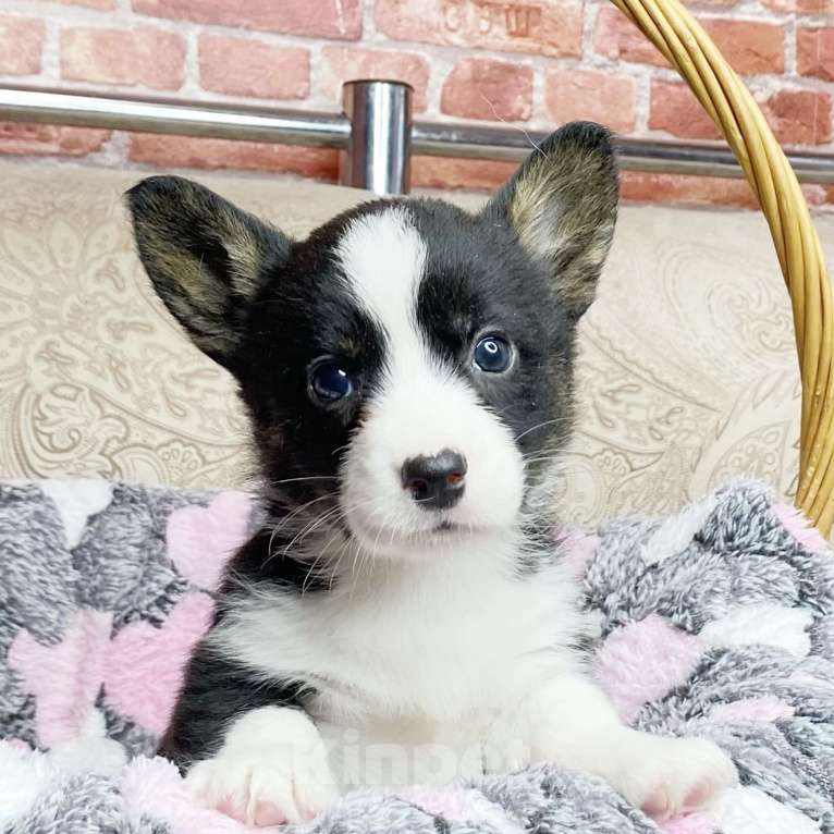 Собаки в Москве: Щенки вельш-корги кардиган Девочка, Бесплатно - фото 4