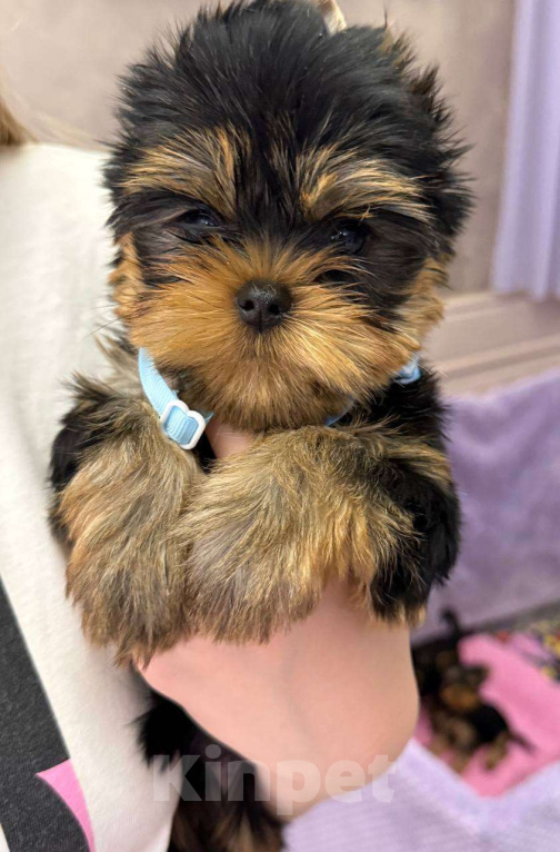 Собаки в Москве: Йоркширский терьер мальчик Мальчик, 65 000 руб. - фото 2
