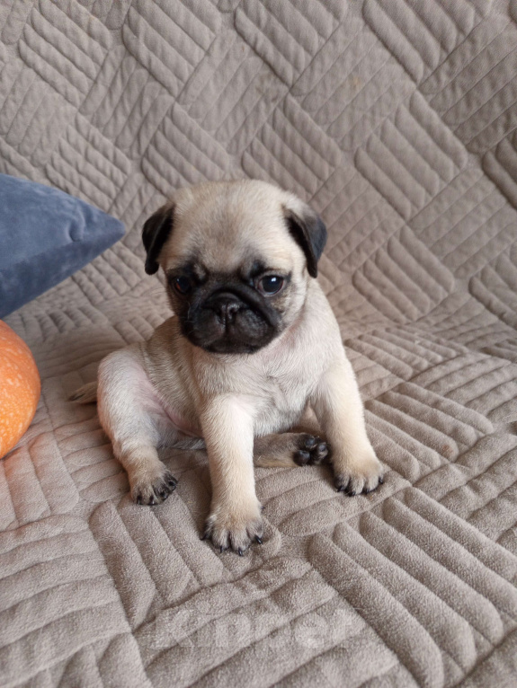 Собаки в Братске: Щенки мопса Мальчик, 50 000 руб. - фото 1