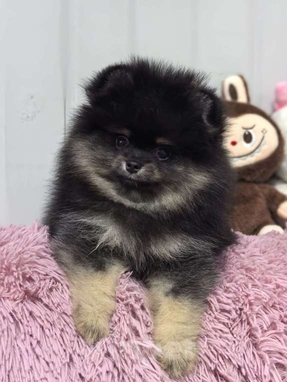 Собаки в Москве: Девочка черно подпалая Девочка, 60 000 руб. - фото 8