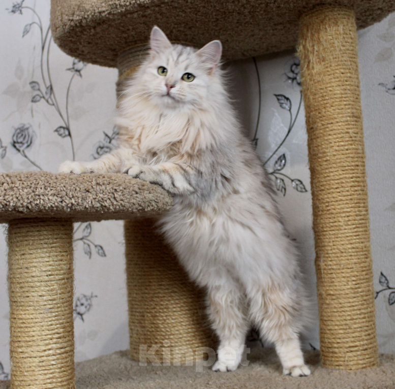 Кошки в Тюмени: Сибирский котёнок Девочка, 15 000 руб. - фото 2