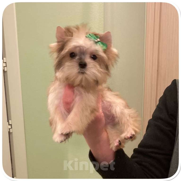 Собаки в Москве: Голддаст йорк золотая девочка мини Девочка, 85 000 руб. - фото 10