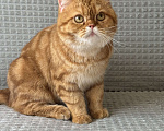 Кошки в Люберцах: Шотландские Мальчик, Бесплатно - фото 3