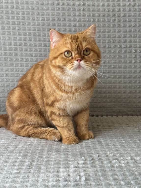 Кошки в Люберцах: Шотландские Мальчик, Бесплатно - фото 3