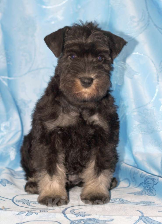 Собаки в Калуге: цвергшнауцер Мальчик, 65 000 руб. - фото 2