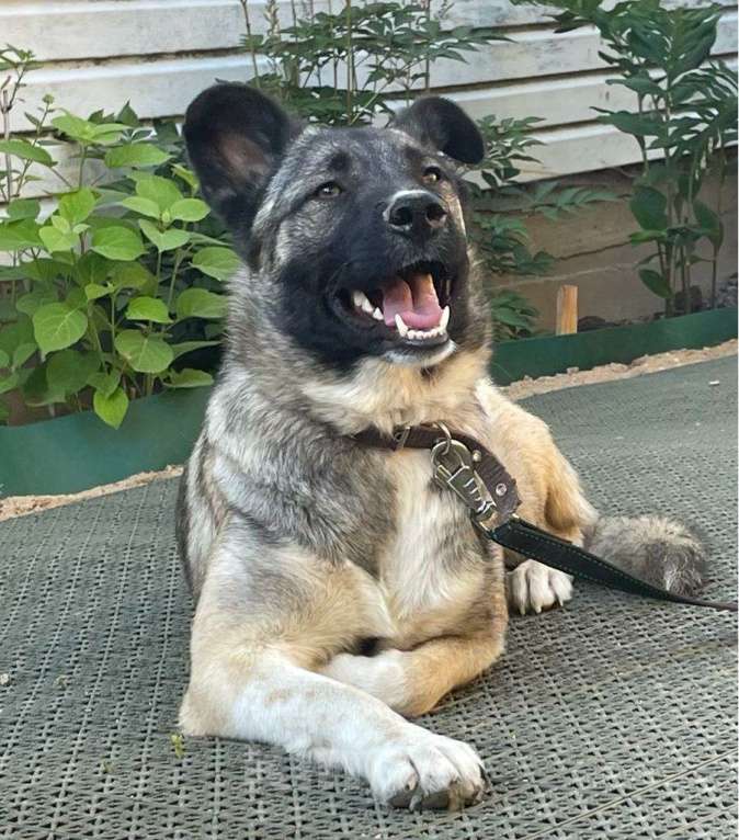 Собаки в Москве: Добродушная собака Афина в добрые руки Девочка, Бесплатно - фото 5