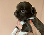 Собаки в Зеленоградске: Щенки чихуахуа Мальчик, 45 000 руб. - фото 1