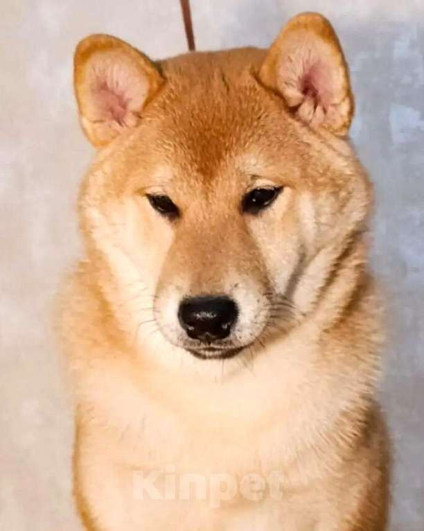 Собаки в других городах Ростовской области: щенок Сиба Мальчик, 40 000 руб. - фото 3