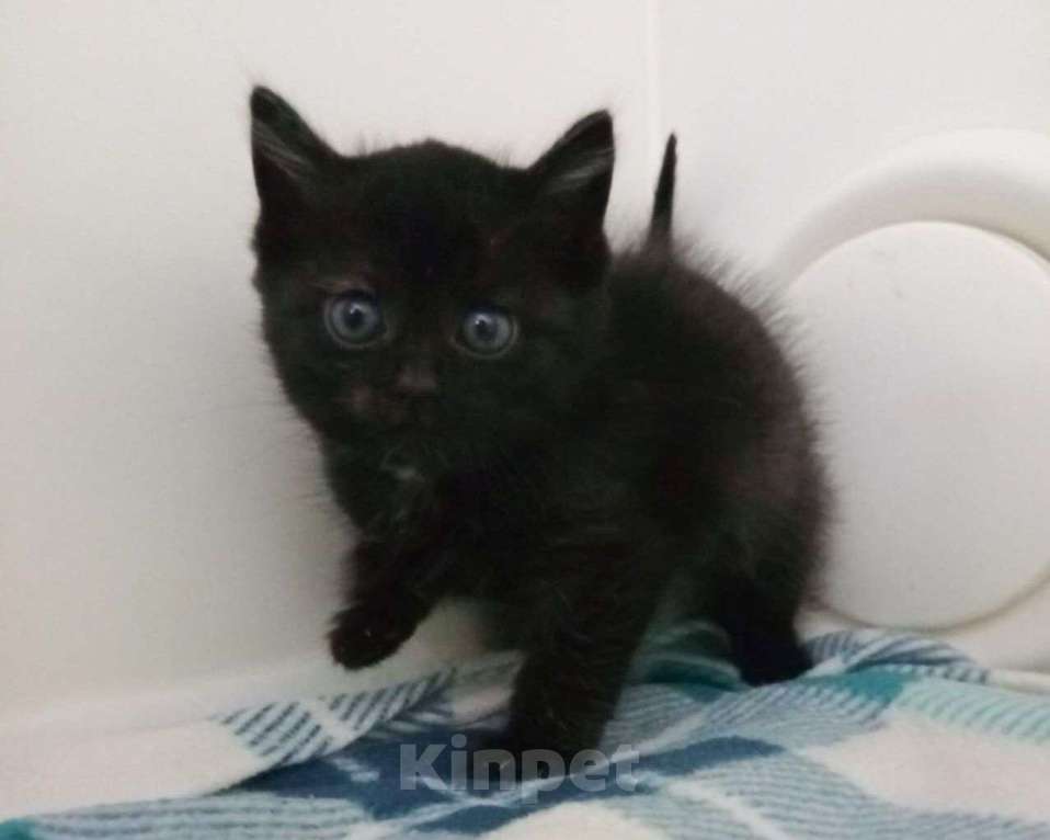 Кошки в Москве: Котенок Лакрица Девочка, Бесплатно - фото 1