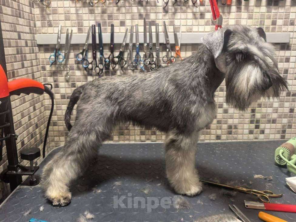 Собаки в других городах Московской области: Пропала собака Девочка, 50 000 руб. - фото 3