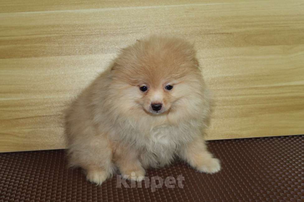 Собаки в Брянске: Продаётся кобель немецкого шпица Мальчик, 20 000 руб. - фото 1