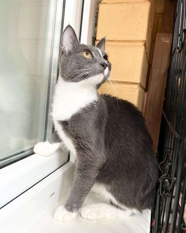 Кошки в Москве: Грациозная кошечка Мусико в добрые руки Девочка, Бесплатно - фото 7