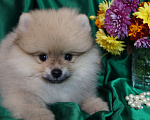 Собаки в Москве: Померанский шпиц- мини мальчик Мальчик, 30 000 руб. - фото 3