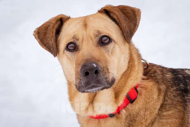 Собаки в Москве: Шеба ищет свой дом Девочка, Бесплатно - фото 2