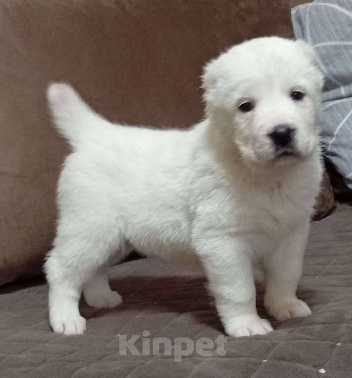 Собаки в Печоре: Девочка САО Девочка, 40 000 руб. - фото 2