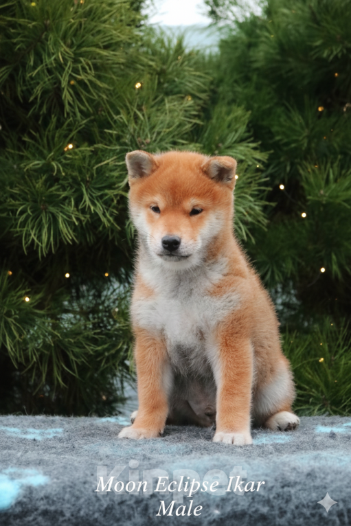 Собаки в Бронницах: Щенок сиба Икар Мальчик, 80 000 руб. - фото 4