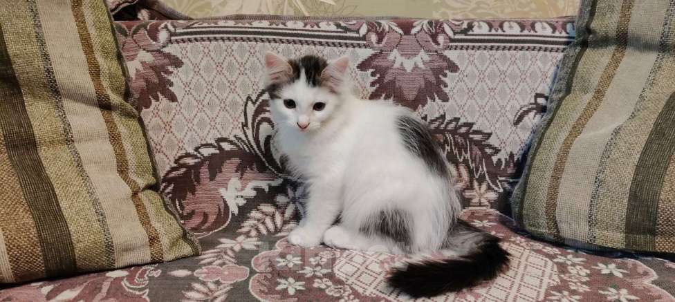 Кошки в других городах Воронежской области: Отдадим в ответственные руки Девочка, Бесплатно - фото 2