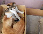 Кошки в Волжском: Котёнок ищет дом Девочка, 100 руб. - фото 4