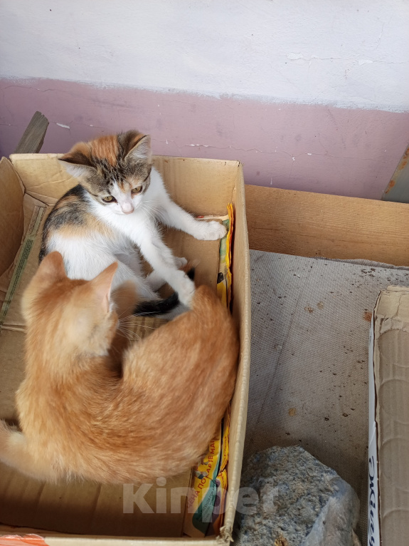 Кошки в Волжском: Котёнок ищет дом Девочка, 100 руб. - фото 4
