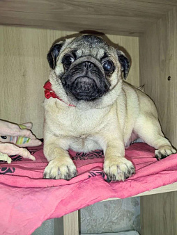 Девочка подросток 5 месяцев